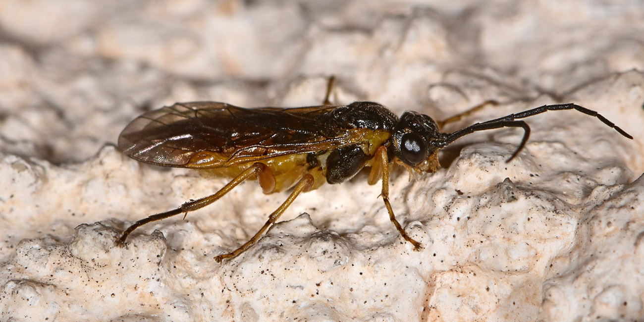 Tenthredinidae N 4: Nematinae, cfr. Pteronidea myosotidis